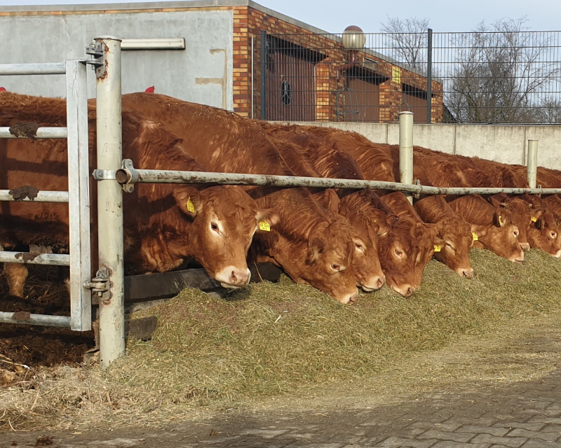 Mehrere Kühe, die frisches Heu fressen.