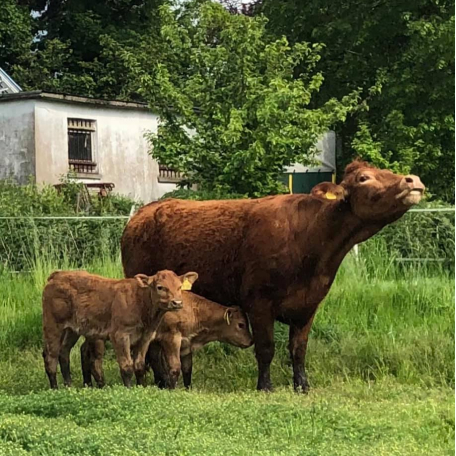 Hofladen Schulte Schüren